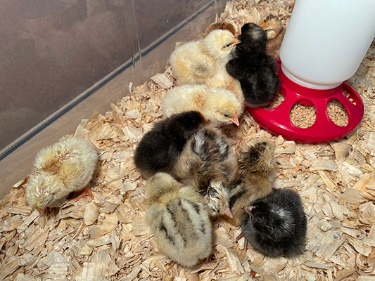 chicks in their incubator