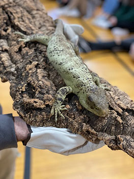 a lizard on a piece of wood