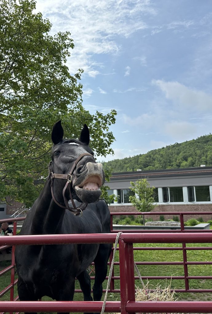 The kids weren't the only ones smiling today at Ag Day! Even some of the animals were enjoying the nice weather!