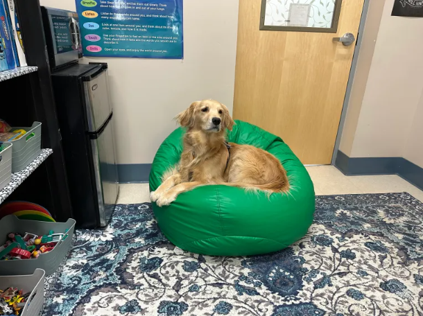 Golden Retriever dog named Goldie in green bean bag