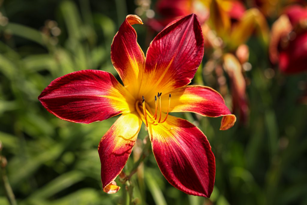 pretty yellow orange red lily, colours that replicate BKWs colours